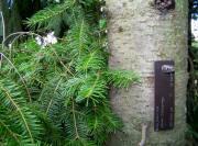 Balsam Fir - Abies balsamea