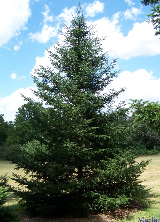 Balsam Fir - Abies balsamea