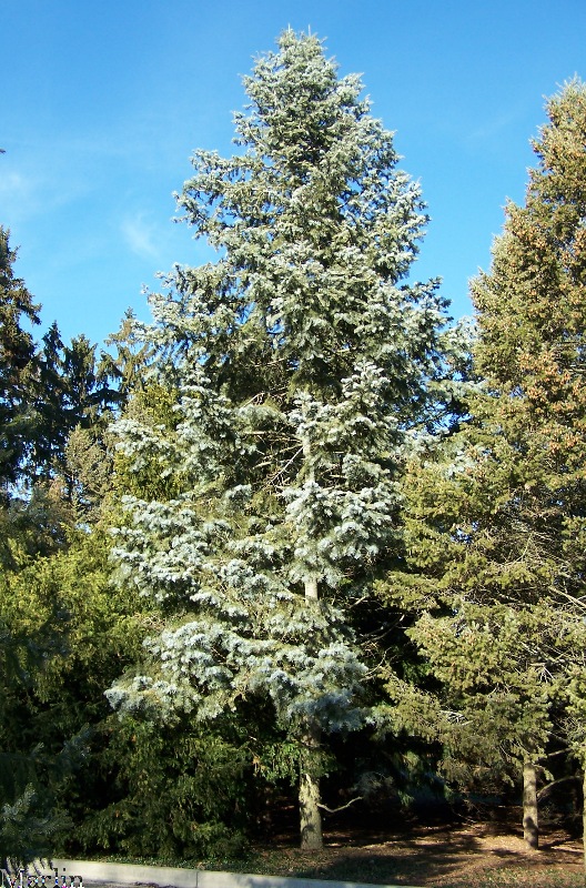 White Fir