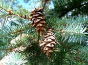 Douglas-fir