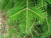 Needle Fir - Abies holophylla