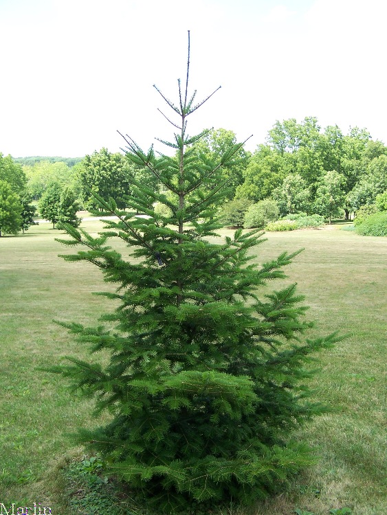 Needle Fir tree