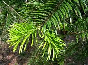 Shensi Fir - Abies chensiensis