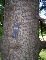 European Silver Fir, Abies alba