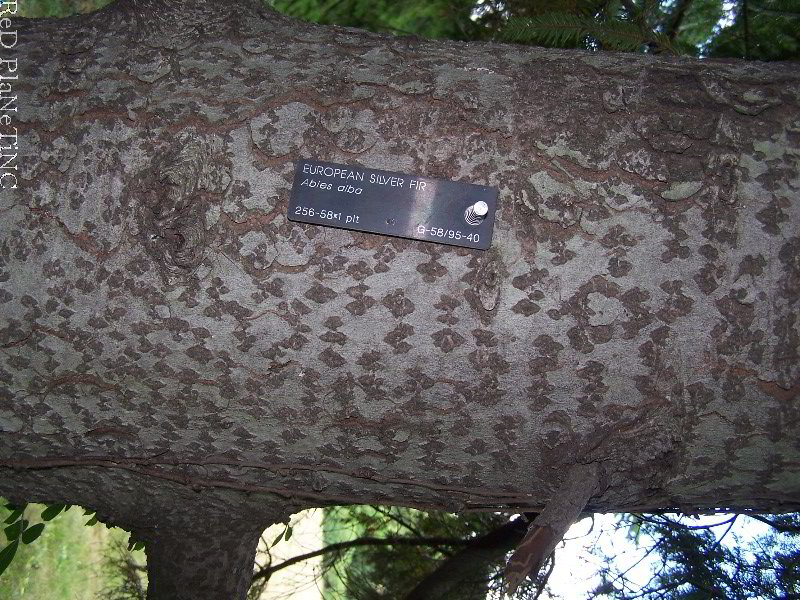 Silver Fir Bark