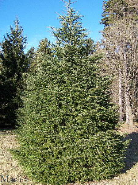 European Silver Fir Tree