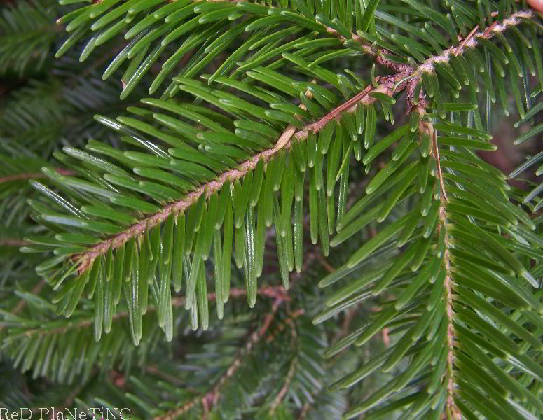 European Silver Fir Foliage