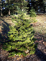 Subalpine Fir