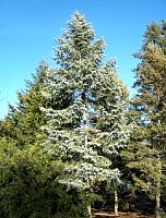 White Fir