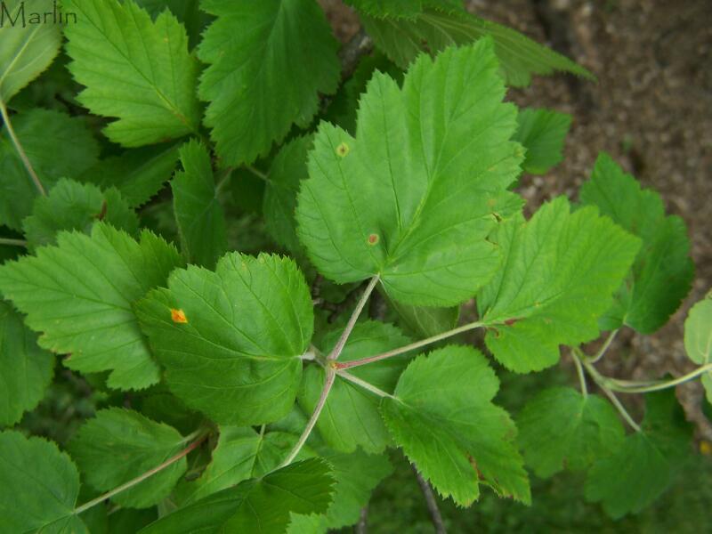 Downy Hawthorn Foliage