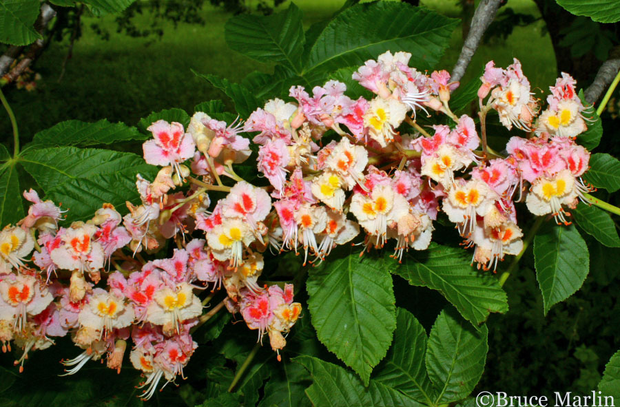 Damask Red Horse Chestnut blossoms