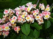 Damask Red Horse Chestnut - Aesculus x carnea 'Plantierensis'