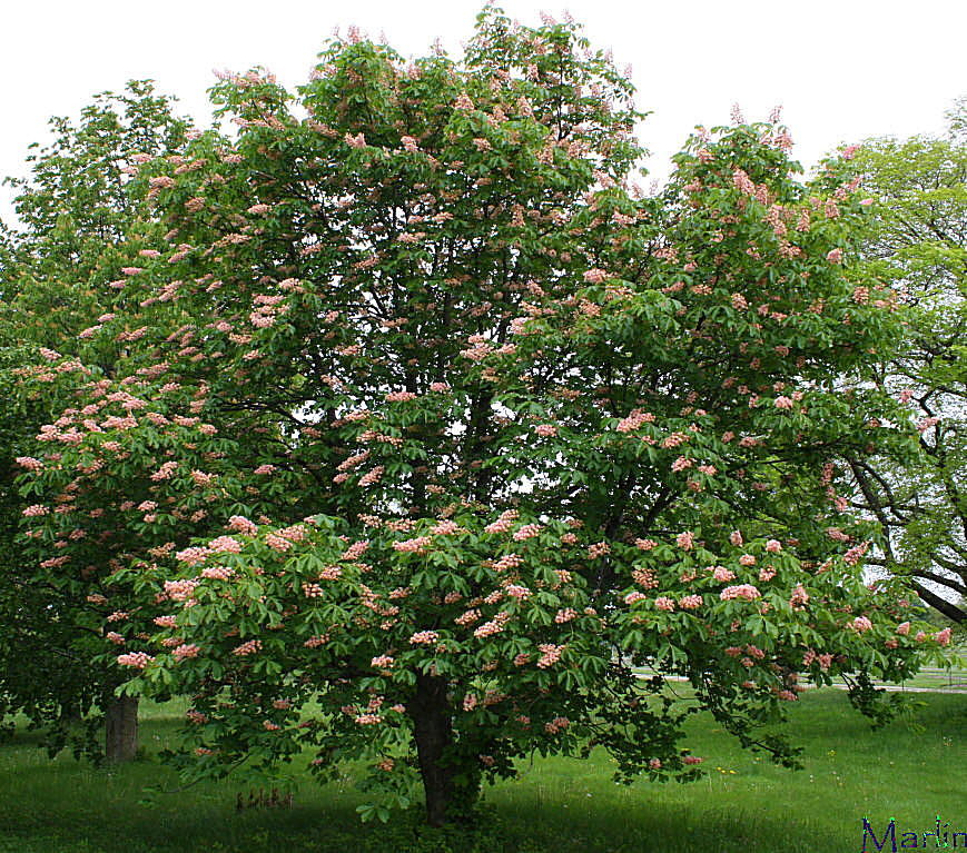 Damask Red Horse Chestnut