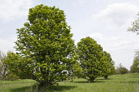 Umbrella Horse Chestnut - Aesculus hippocastanum 'Umbraculifera'