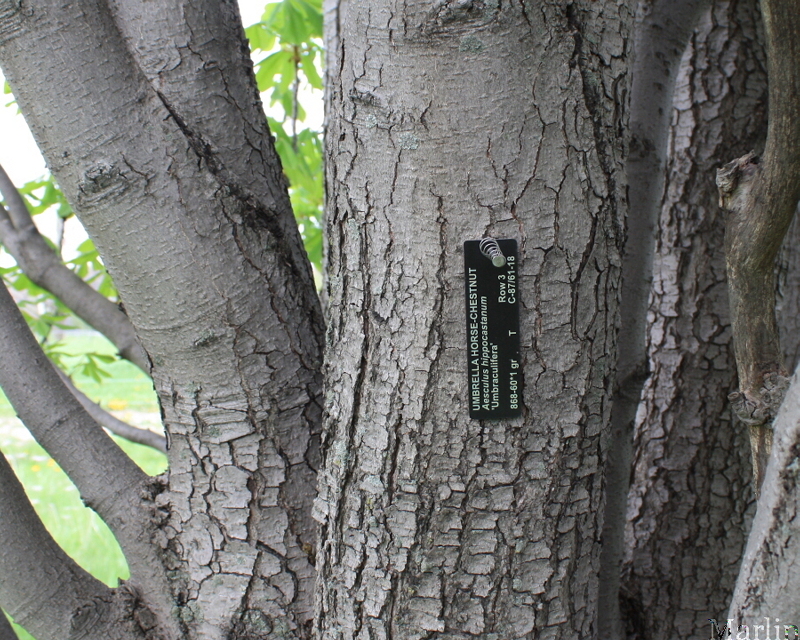 Umbrella Horse Chestnut Bark