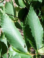 Japanese Zelkova