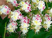 Japanese Horse Chestnut - Aesculus turbinata