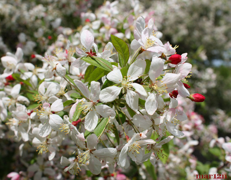 Яблоня флорибунда. Malus floribunda. Малус флорибунда. Малус флорибунда Хилори.