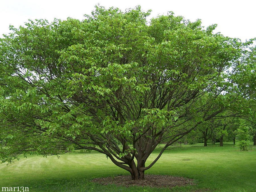 color photo Japanese mulberry tree in summer foliage