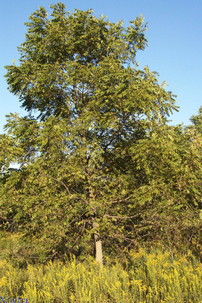 Black Walnut Tree