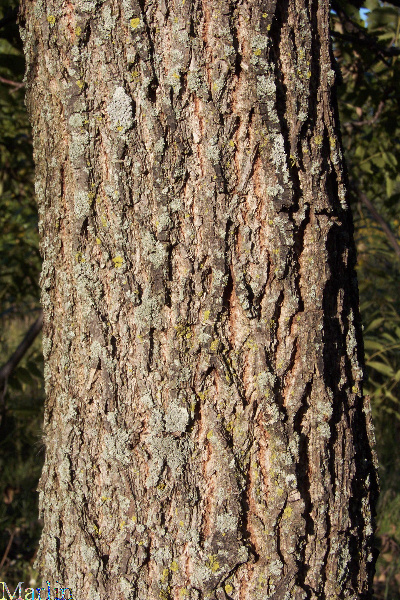 Black Walnut Bark