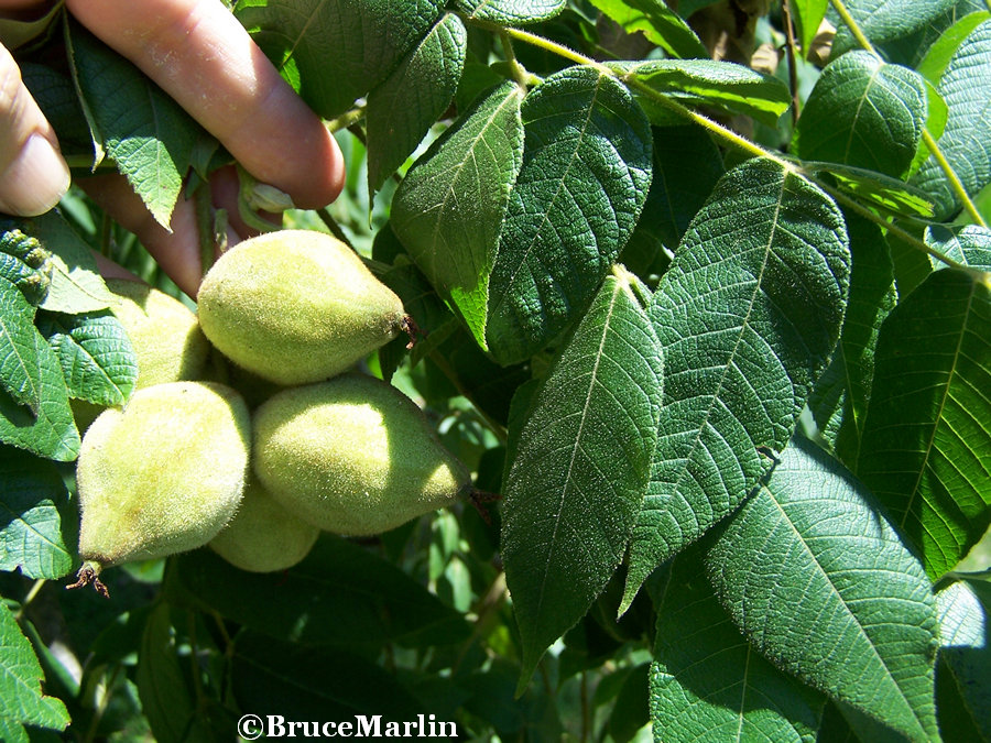 Butternuts & Foliage