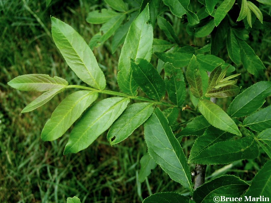 Chinese Wingnut foliage