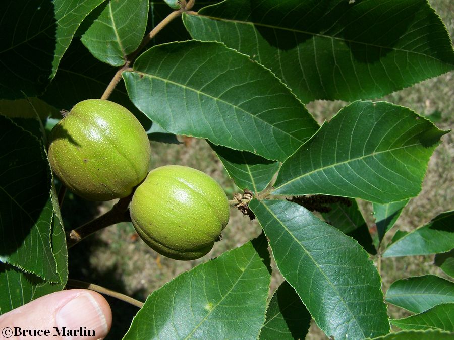 hickory nuts & foliage