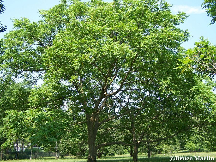 Japanese Walnut