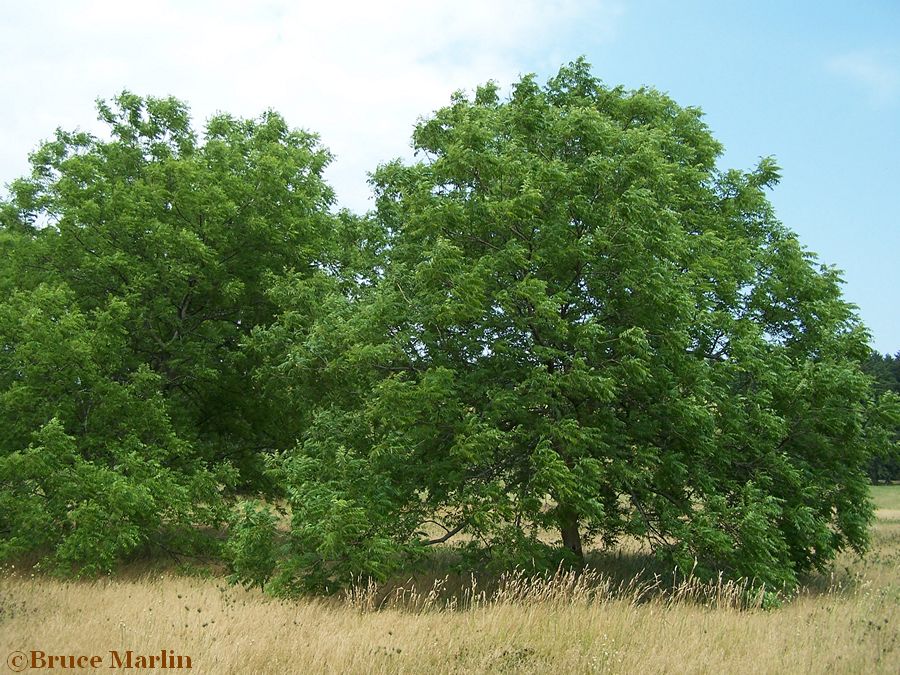 Little Walnut trees