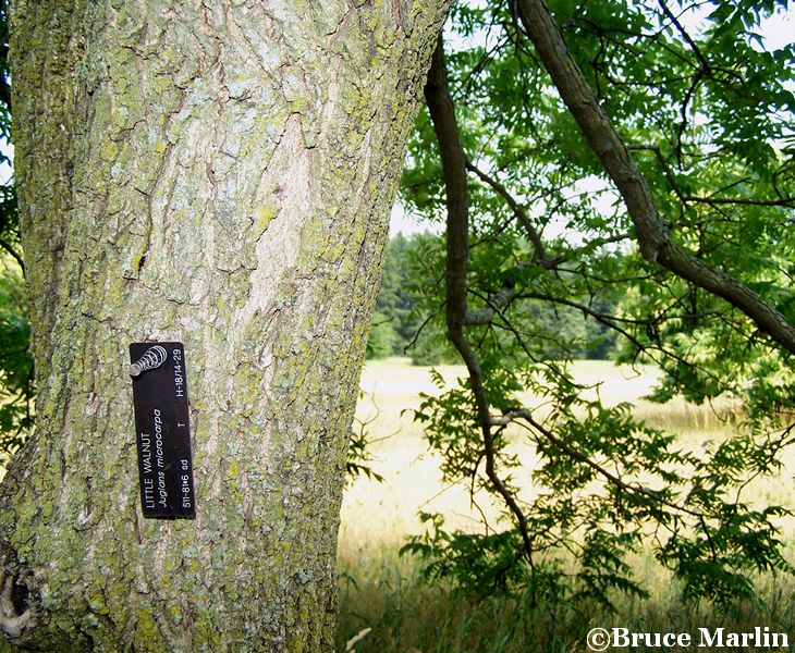 little walnut bark