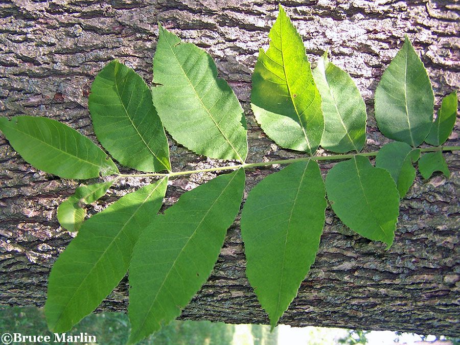 pecan bark and foliage
