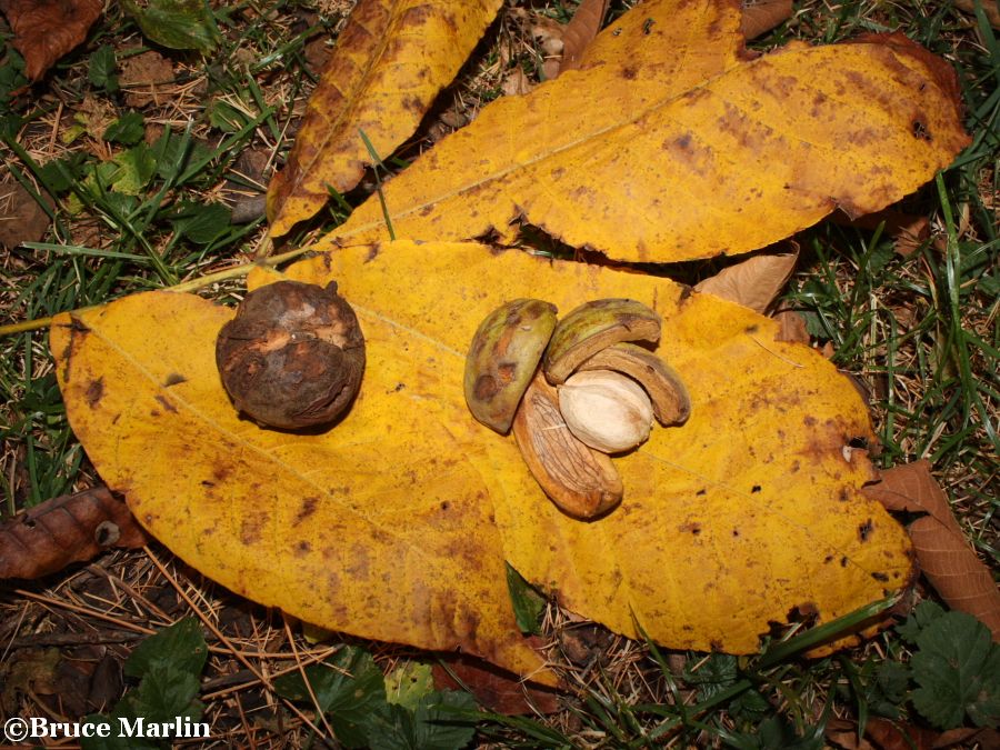 Shagbark Hickory nuts