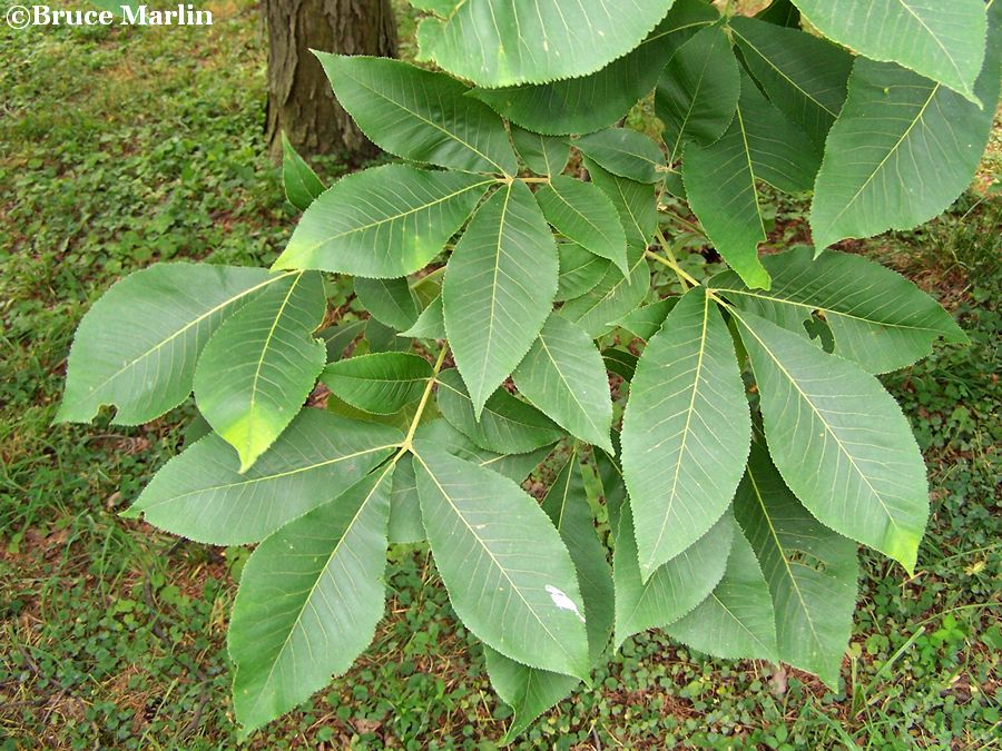 Shellbark Hickory foliage