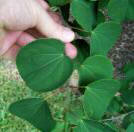 Katsura Tree