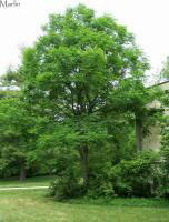 Kentucky Coffeetree