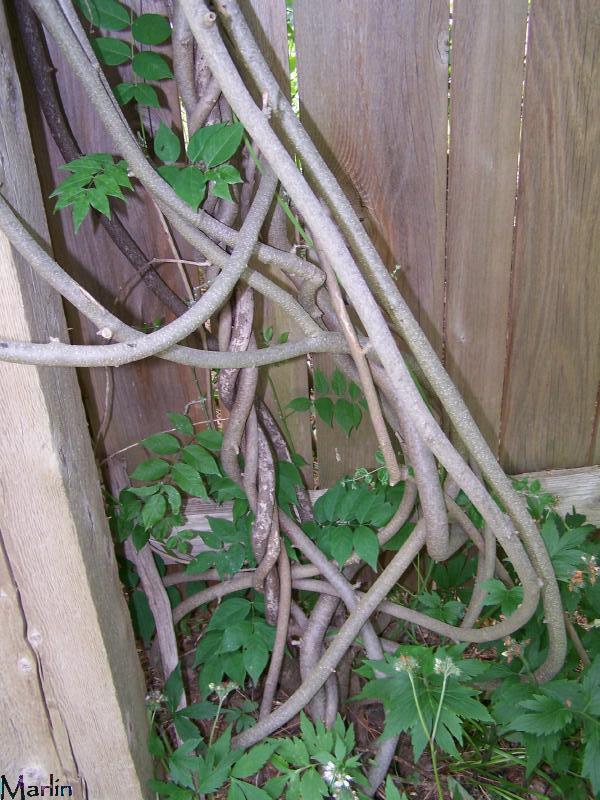 Wisteria climbing vine