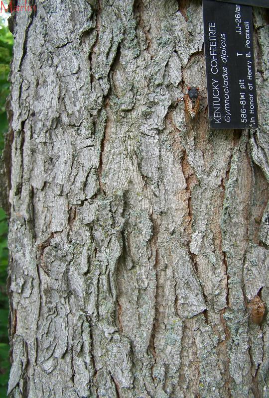 color photo Kentucky Coffeetree bark