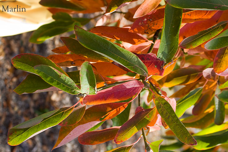 Sassafras autumn foliage