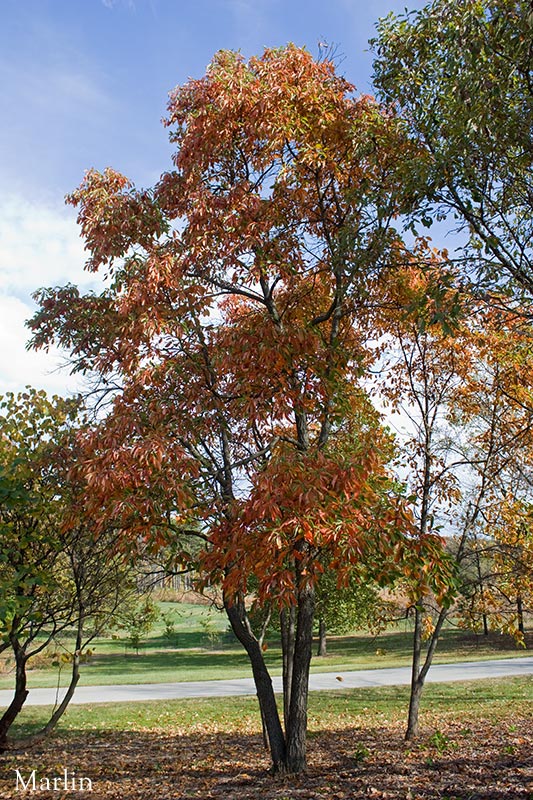 Sassafras, Morton Arboretum acc. 534-81*1 is 29 years old.