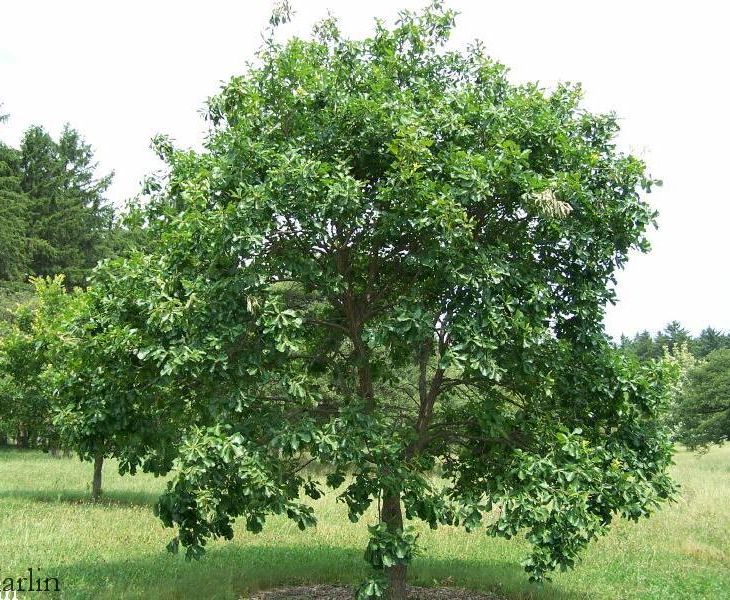 Liaotung Oak