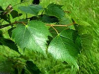 Mongolian Linden - Tilia mongolica