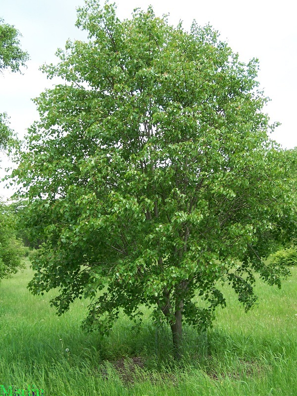 Mongolian Linden