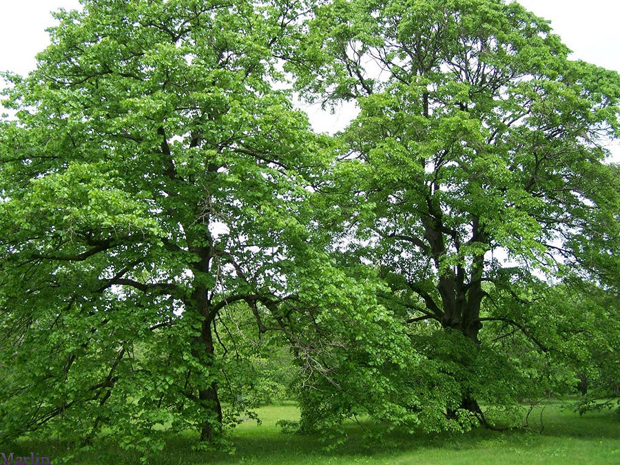 Two Lovely Basswood Trees