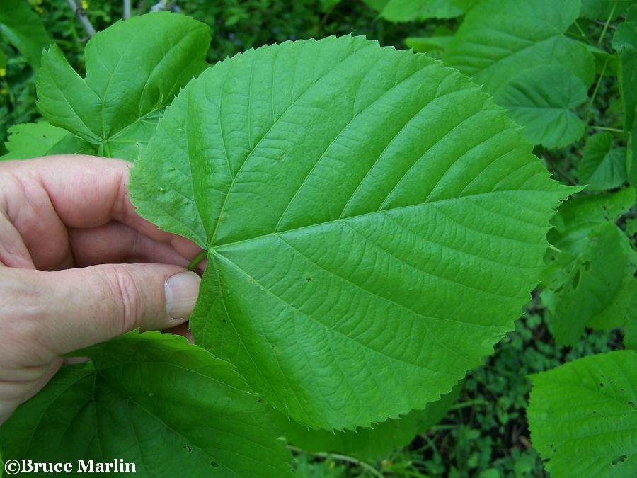 American Basswood heart-shaped leaflet