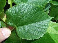 Big-leaved Linden - Tilia platyphyllos