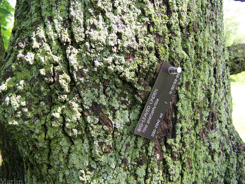 Big-leaf Linden Bark