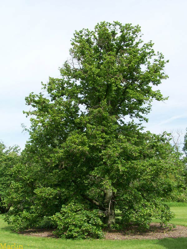 Big-leaf Linden Tree