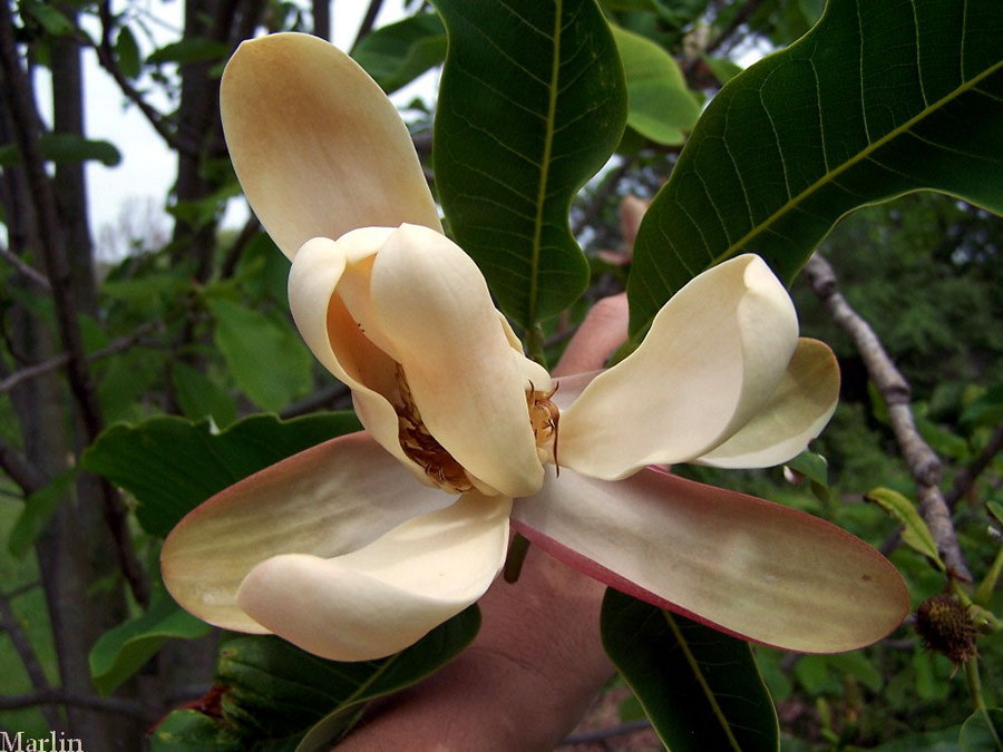 Magnolia Flower