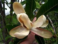 Houpu Magnolia